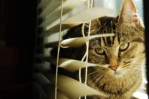 Landlords or property managers may want to enforce pet policies and request proof or documentation of your service dog. 6 Reasons Hiding a Pet From Your Landlord Is Dumb