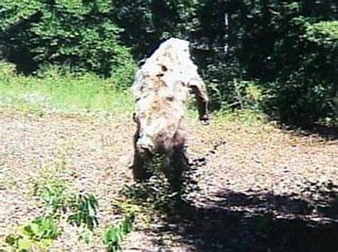 Bigfoot Sighting In Atoka County Oklahoma