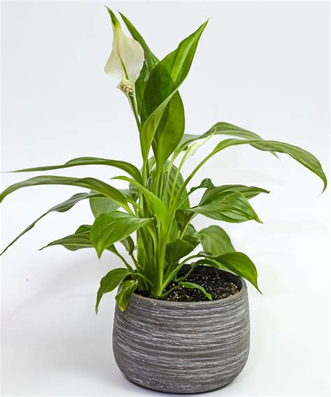 Best Low Maintenance Indoor Plants 11 Easy Care Plants That Anyone Can