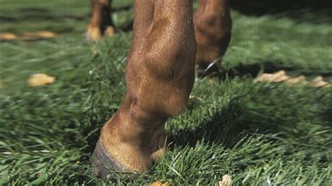 Understanding Bone Spavin In Horses Horse And Hound