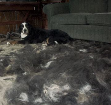 Do teddy bear puppies shed? Bernese Mountain Dogs Shed