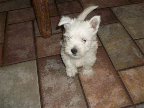 Find westie puppies in canada | visit kijiji classifieds to buy, sell, or trade almost anything! AKC Westie puppies, beautiful litter for Sale in Houston ...