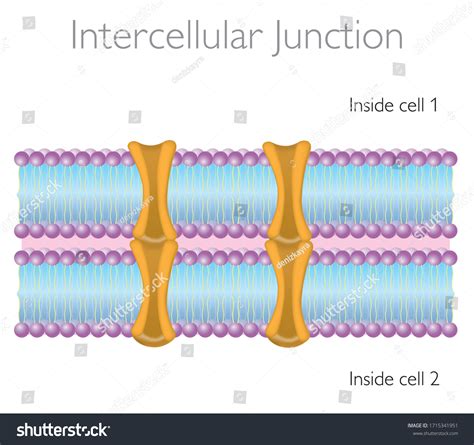 Intercellular Junction Functions Membrane Proteins Structure Stock