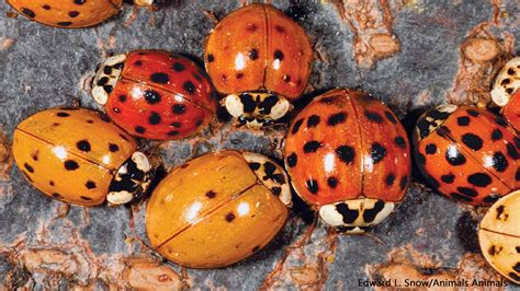 are all ladybugs girls the quick answer school of bugs