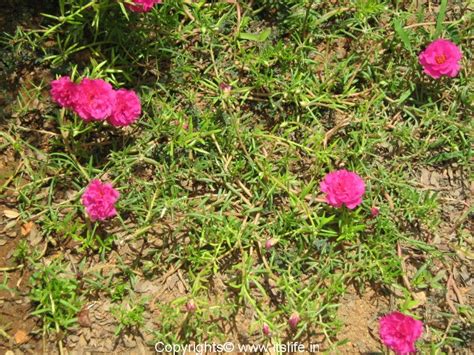Table Rose Sun Plant Portulaca Grandflora