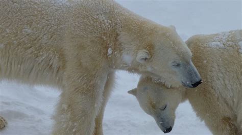 Polar Bear Giving Birth