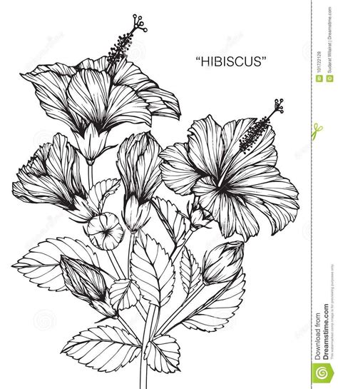 Hibiscus Flower Drawing And Sketch Stock Illustration Illustration