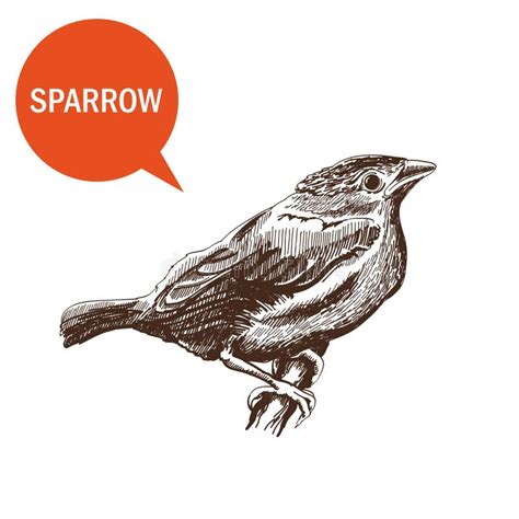 House Sparrow Stock Vector Illustration Of Sparrow Side 51981051