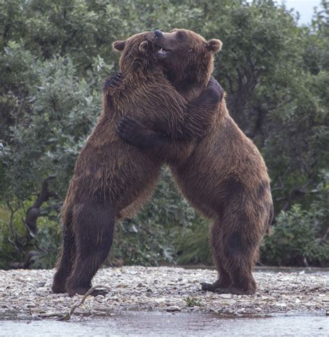 Alaskan Bear Hug Taken On The Funnel Creek In Katmai National Park