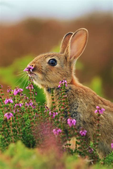 Bunnies Cute Animals And Nature Pics On Pinterest