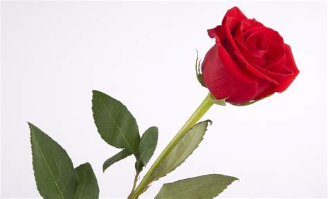Red Rose Wallpapers Pictures Images