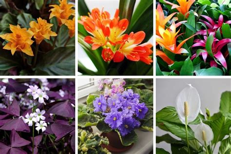 15 Stunning Low Light Flowering Indoor Plants Smart Garden Guide