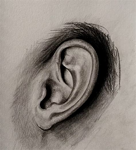 How To Draw Ear Profile View Drawing Ear In Simple Steps Lov4arts