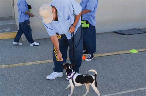 Salinas Valley Level 4 Prisoners Rehabilitating With Ruff Start Program