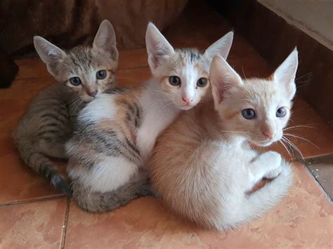Kittens For Adoption Details In Comments Rdelhi