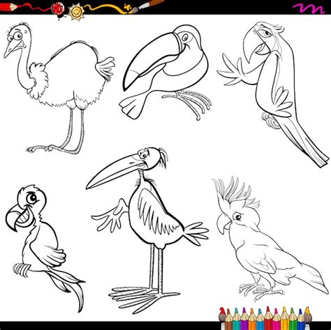 Dibujos Para Colorear De Aves Vector Premium