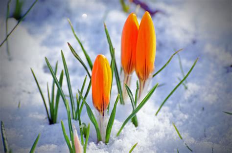Spring Flower And Snow Free Stock Photo Public Domain
