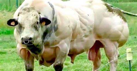 The Reason This Cow Is So Insanely Muscular The Dodo