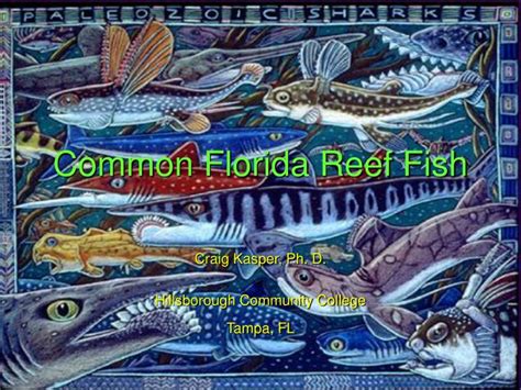 Ppt Common Florida Reef Fish Powerpoint Presentation