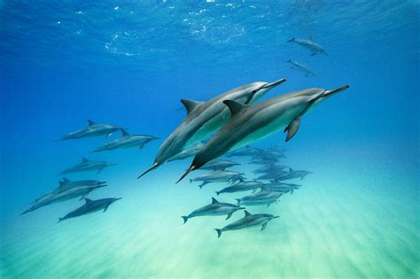 Top 126 Is Dolphin An Aquatic Animal