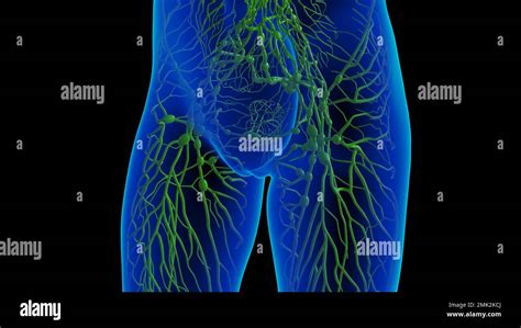 Anatomie Des Ganglions Lymphatiques Humains Pour Lillustration Du