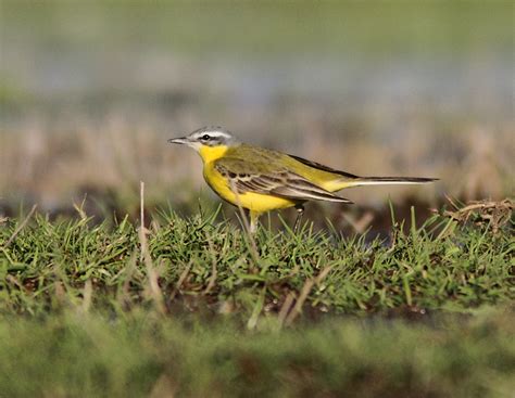 Blue Headed Wagtail Photo William Price Photos At