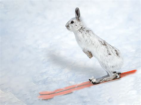 ski bunny races tripping falls