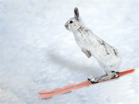 Ski Bunny Races Tripping Falls