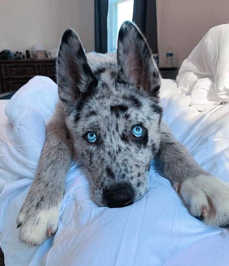 Blue Heeler Husky Mix Puppies Facts On The Blue Heeler Dog What You