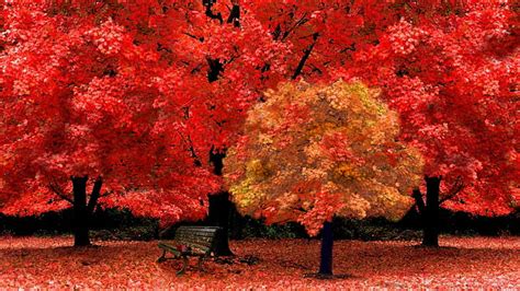 1366x768px Free Download Hd Wallpaper Red Autumn Maple Tree