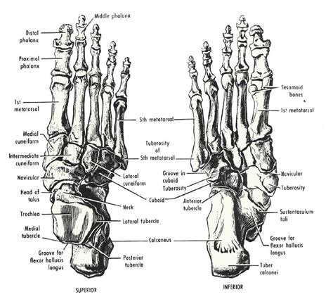 Foot Bones Diagram Labeled