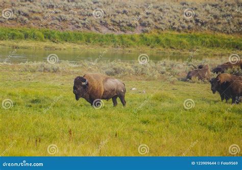 American Bison Buffalo In The Yellowstone National Park At The Grass