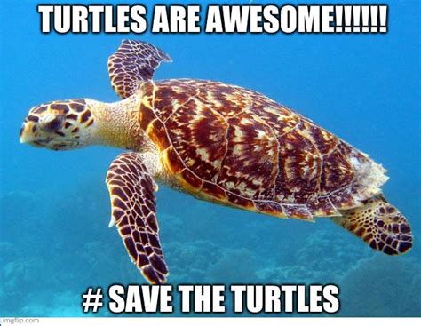 Save The Turtles Imgflip