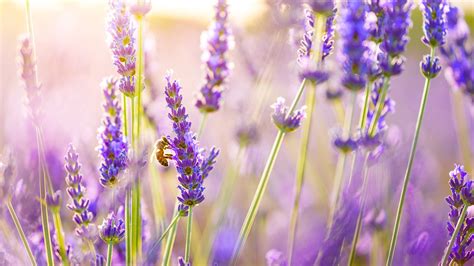 2560x1440 Lavender Flowers 1440p Resolution Hd 4k Wallpapers Images