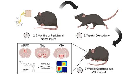 Researchers Use Mouse Model Of Neuropathic Pain And Oxycodone To