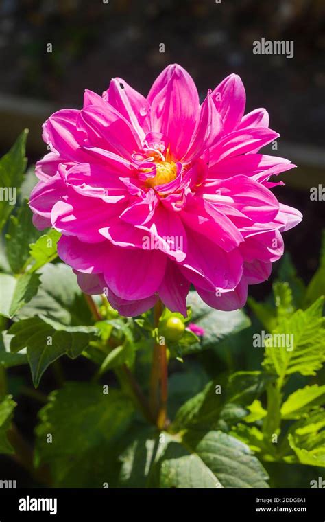 Pink Dahlia Onesta Flowering In An English Garden In July Uk Stock