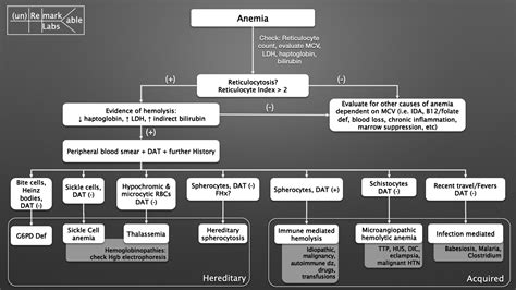 Hemolytic Anemia Differential Diagnosis Algorithm Hereditary