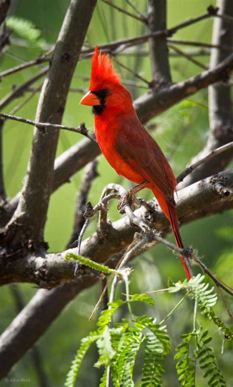 Feather Tailed Stories Southwest Northern Cardinal Pyrrhuloxia