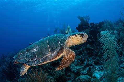 Five Remarkable Marine Animals Of Greece And Where To