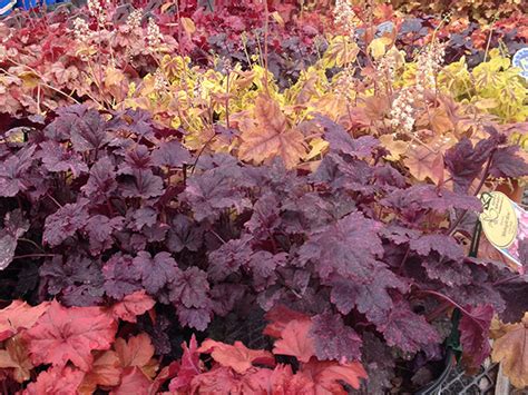 Heuchera And Heucherella Faddegons Nursery Latham Ny