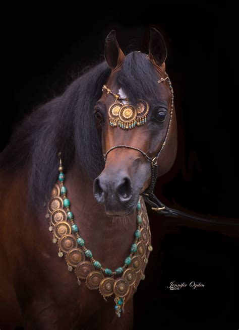 Alixir X Rhapsody In Black 2013 Bay Straight Egyptian Stallion Arabian Horse Costume