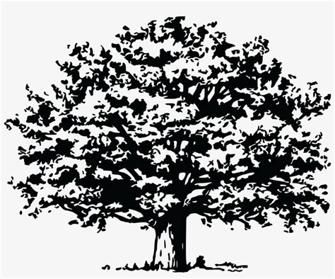 21+ Oak Tree Svg Free Pictures Free SVG files | Silhouette and Cricut