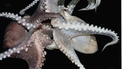 The Unusual Mating Habits Of This Octopus Totally Blow Biologists Minds Free Hot Nude Porn Pic