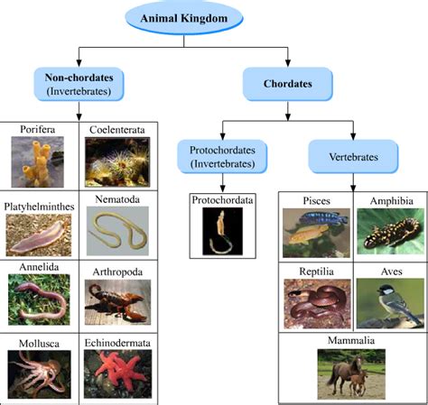 Animal Kingdom Classification System Class 11 Notes