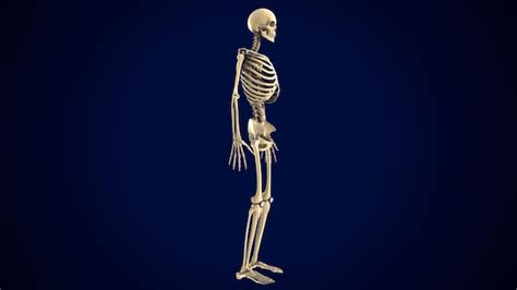 Premium Photo 3d Illustration Of Human Body Skeleton Anatomy