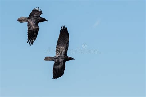 Two Common Ravens Flying In A Blue Sky Stock Photo Image Of Wild