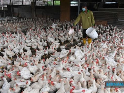 Malaysias Agriculture Ministry To Expedite Subsidy Payments To Chicken