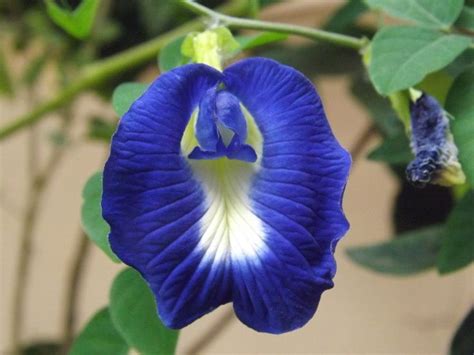 Here is a guide to the benefits of butterfly pea flower tea. Blue Butterfly Pea Health Benefits | Butterfly pea ...