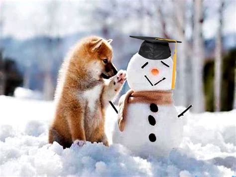 Educated Friend Snow Snowman Winter Cute Adorable Play Puppies