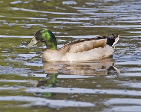 Free Picture Hybrid Crossbred Mallard Duck
